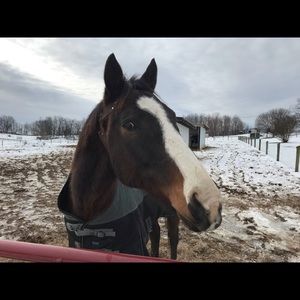 Meet your Posher, Alexi